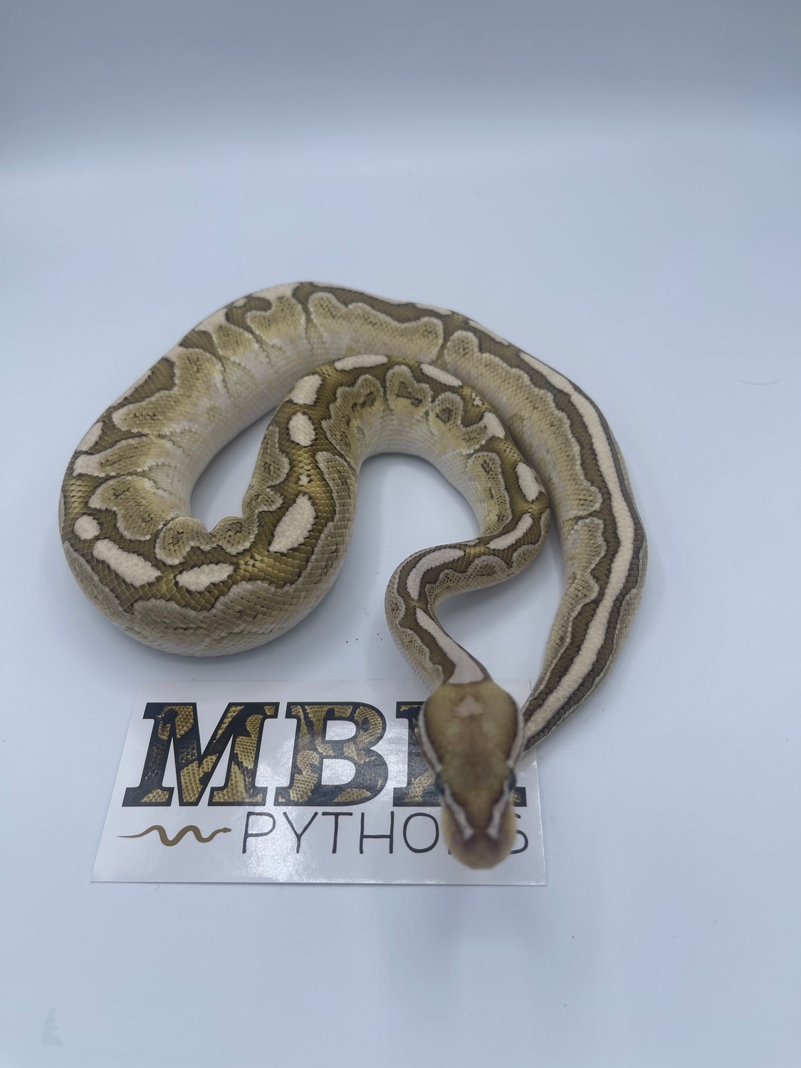 Bamboo Het Clown Ball Python by MBK_pythons - MorphMarket