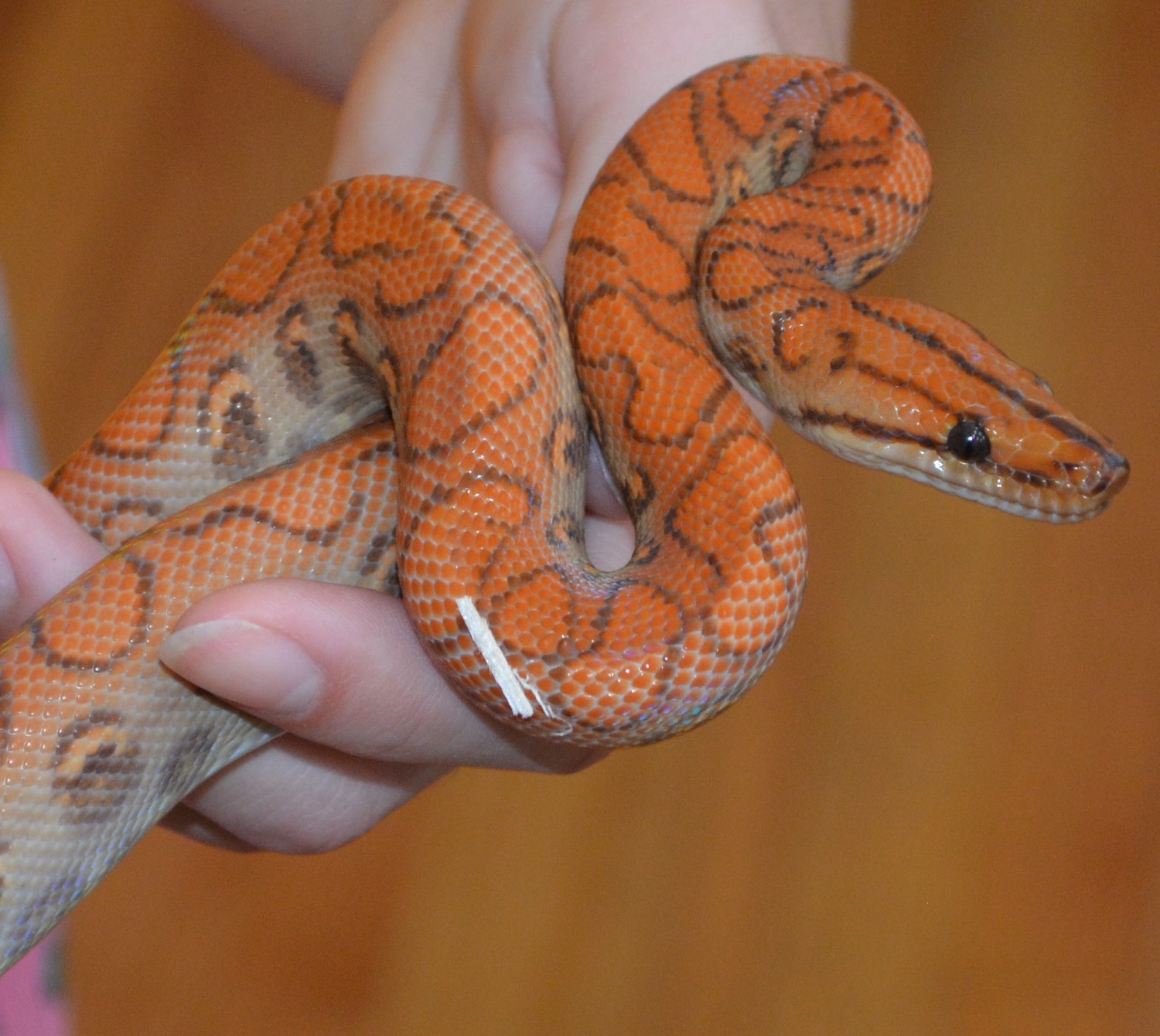 Outcrossed Hypo Lockwood Brazilian Rainbow Boa by Boas by Beck