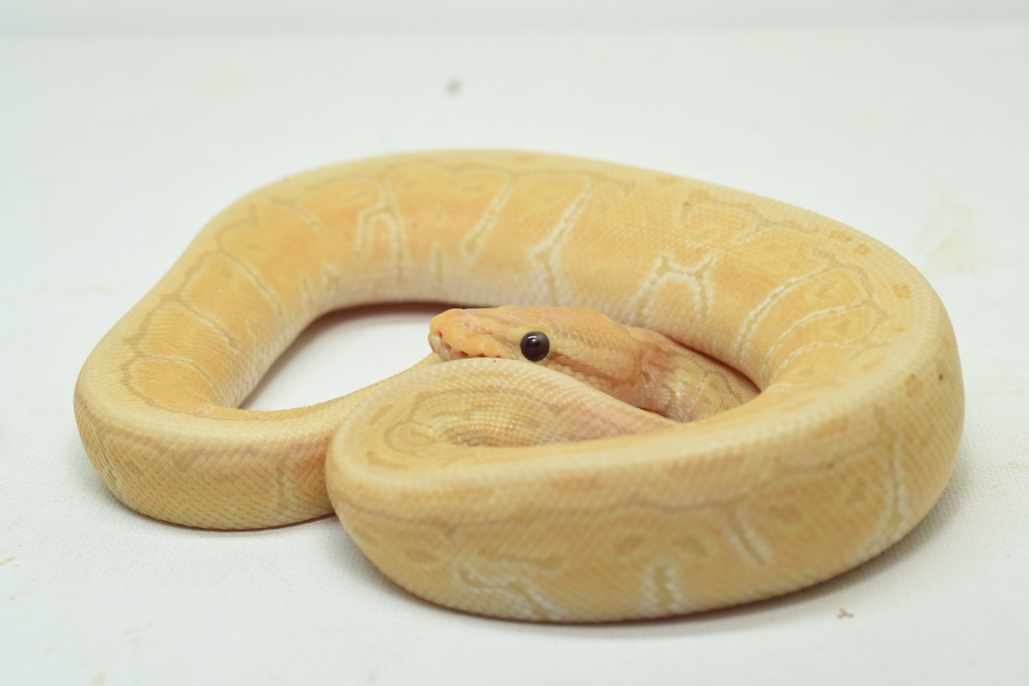 Banana Spinner Ball Python by Bonanza's Marvelous Reptiles - MorphMarket