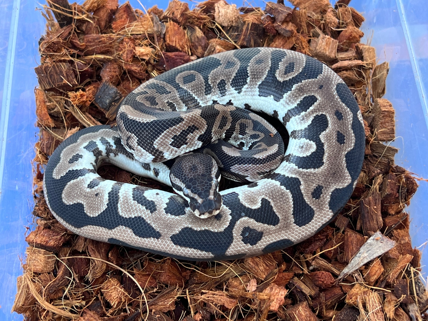 VPI Leopard Axanthic Ball Python by Mike Brizzee Reptiles - MorphMarket