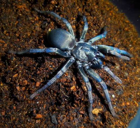 Calisoga Longitarsis True Spider by MB Invertebrates