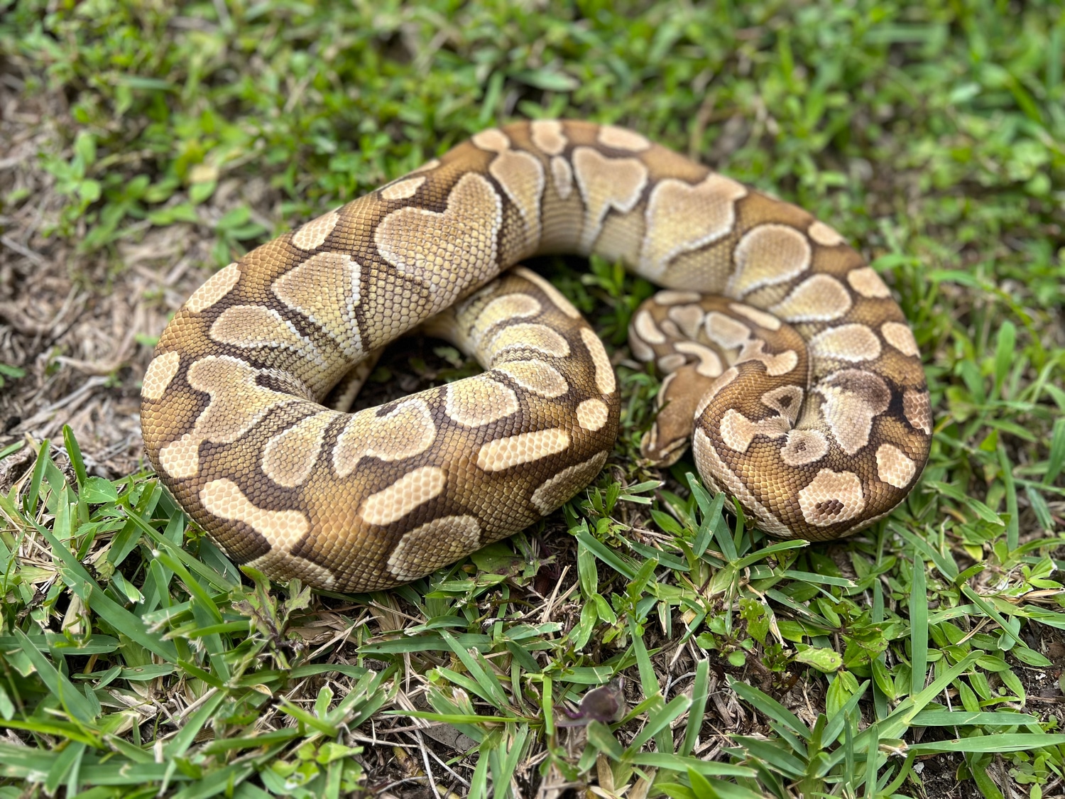 Lesser Ball Python by Slytherdor Morphs MB - MorphMarket