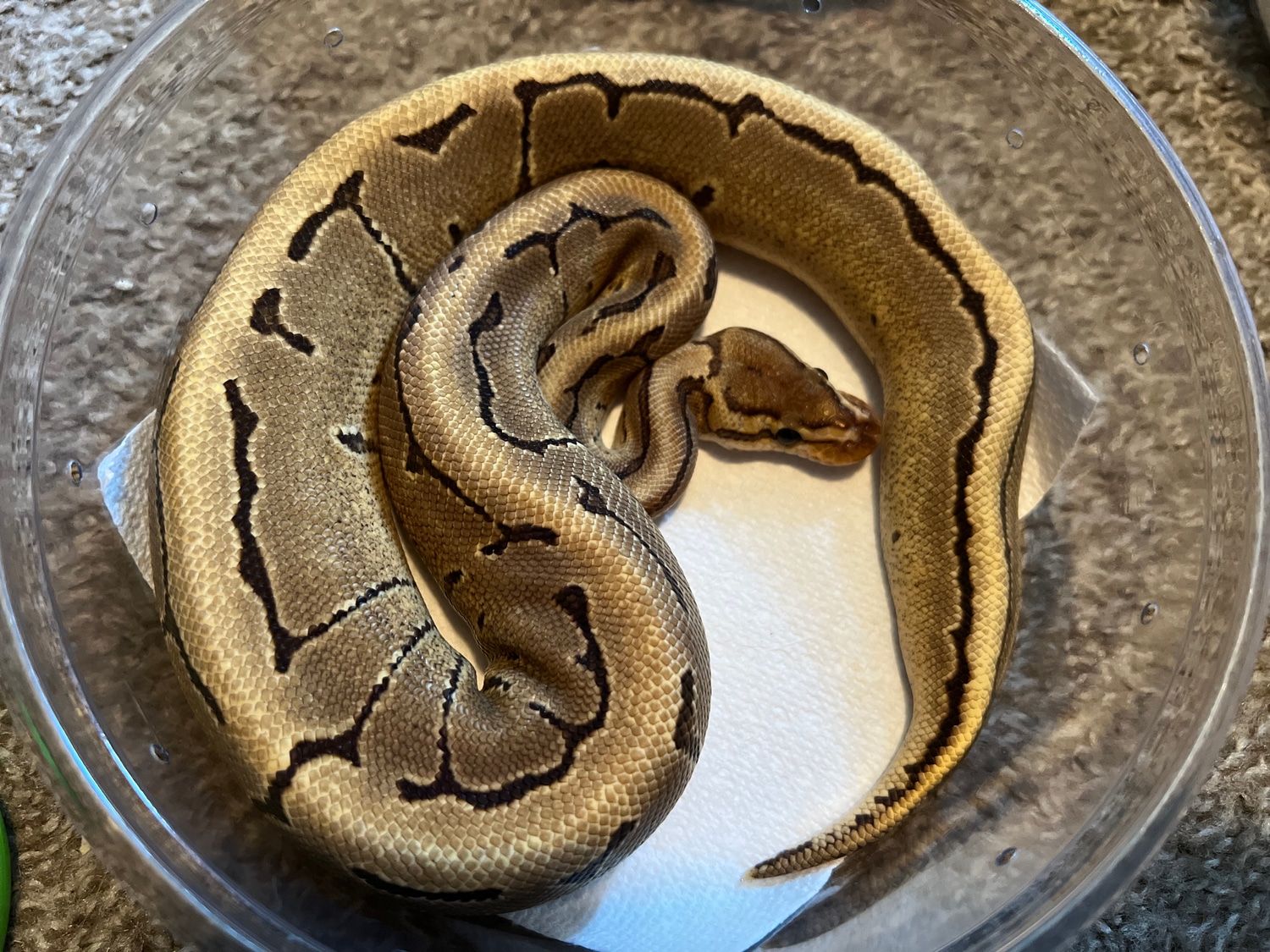 Fire Pinstripe Ball Python by Slytherdor Morphs MB - MorphMarket