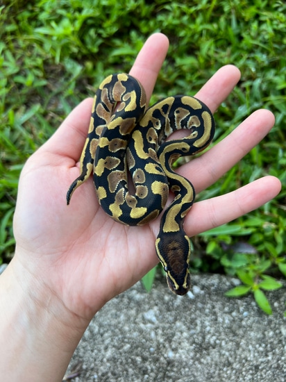 Pretty Normal Ball Python by Slytherdor Morphs MB LLC