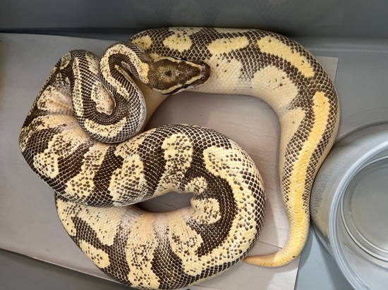 OD Enchi Fire Ball Python by Slytherdor Morphs MB LLC