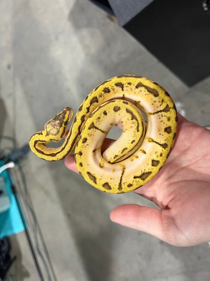 Pastel Enchi Pinstripe Calico Ball Python by Slytherdor Morphs MB LLC