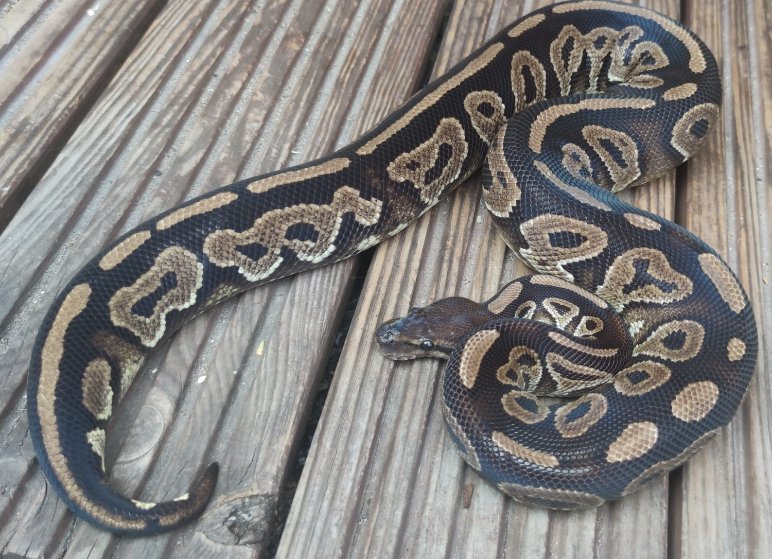Cinnamon Het Piebald Ball Python by MC Balls - MorphMarket