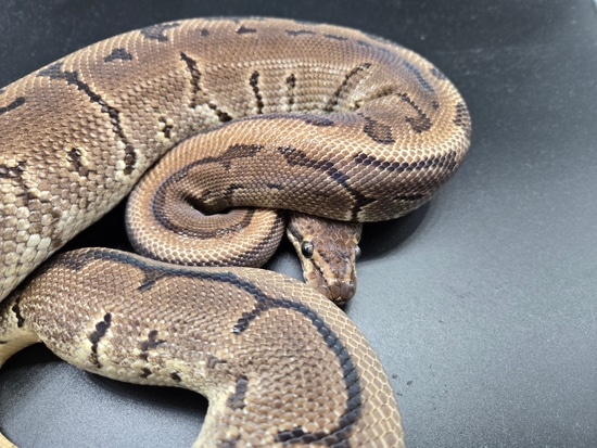 Leopard Pinstripe Ball Python by Grand View Reptiles