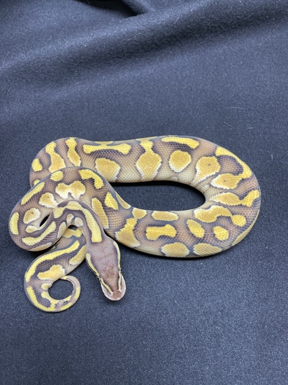 Lesser Cinder Cinnamon Ball Python by Wide Eyed Morphs LLC
