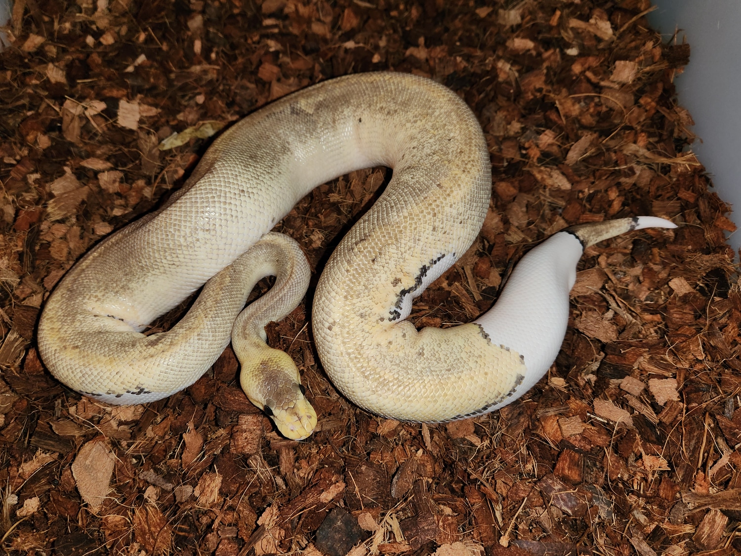 Pastel Champagne Ball Python by Carranza Family Royals - MorphMarket