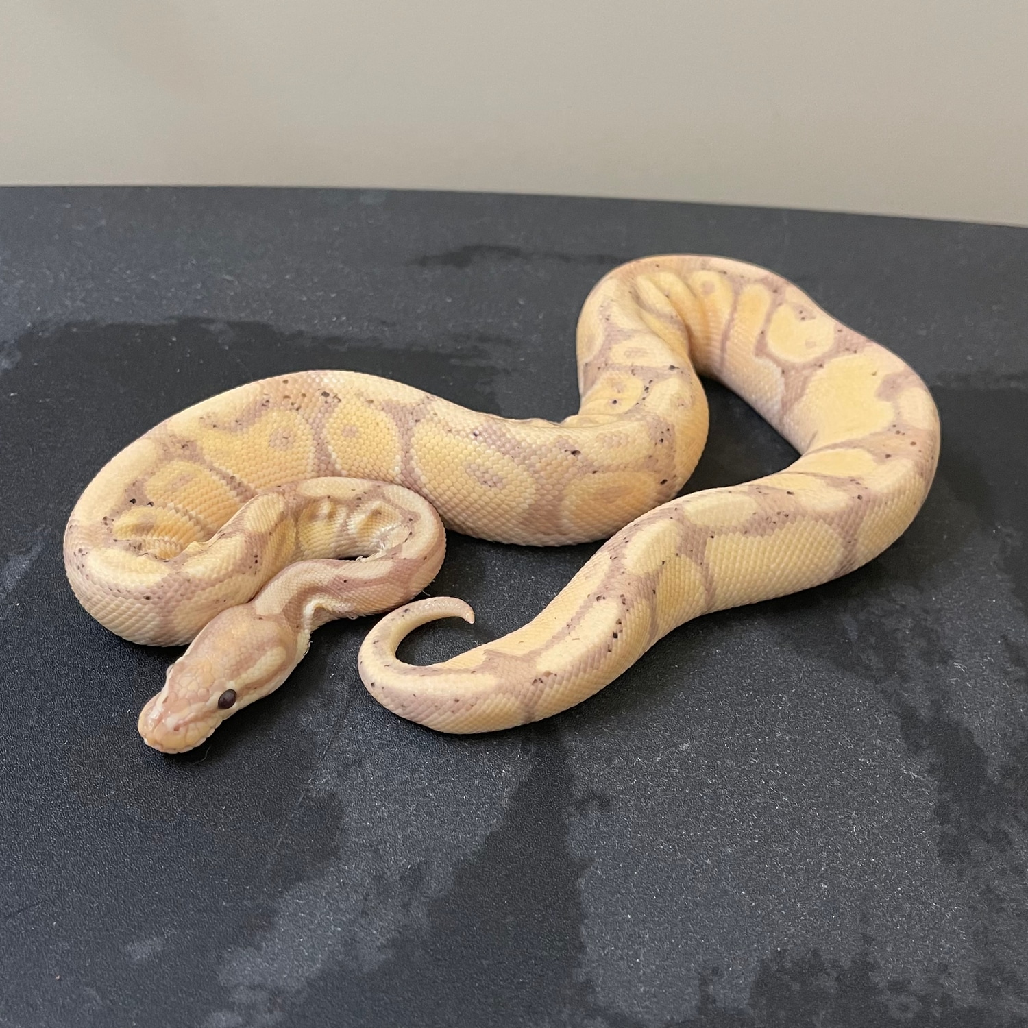 Banana Poss Yb Ball Python By Wayward Reptiles Morphmarket