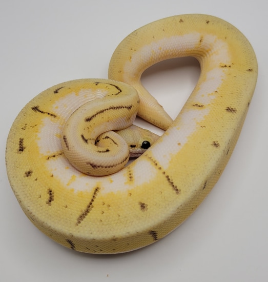 Pastel Spider Pinstripe Calico Enchi Ball Python by Chuck McBrearty ...