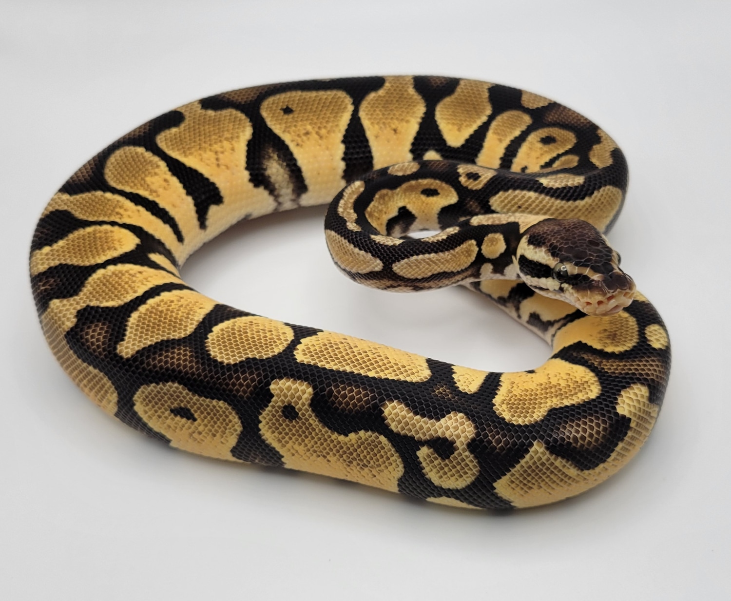 Pair Double Het Pied SK Axanthic Ball Python by Buffalo Ridge Reptiles ...