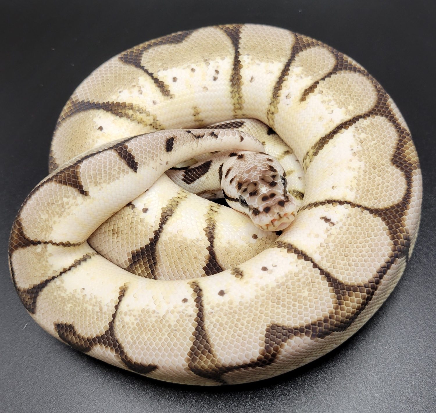 SK Axanthic Bumblebelly Ball Python by Buffalo Ridge Reptiles - MorphMarket