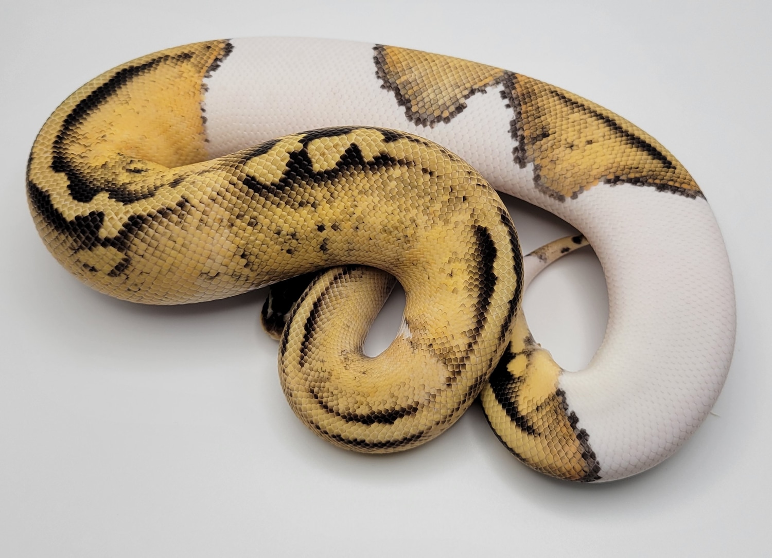Super Pastel Pied Male Ball Python by Buffalo Ridge Reptiles - MorphMarket