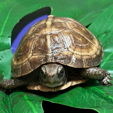 Box Turtles For Sale - MorphMarket US & Canada