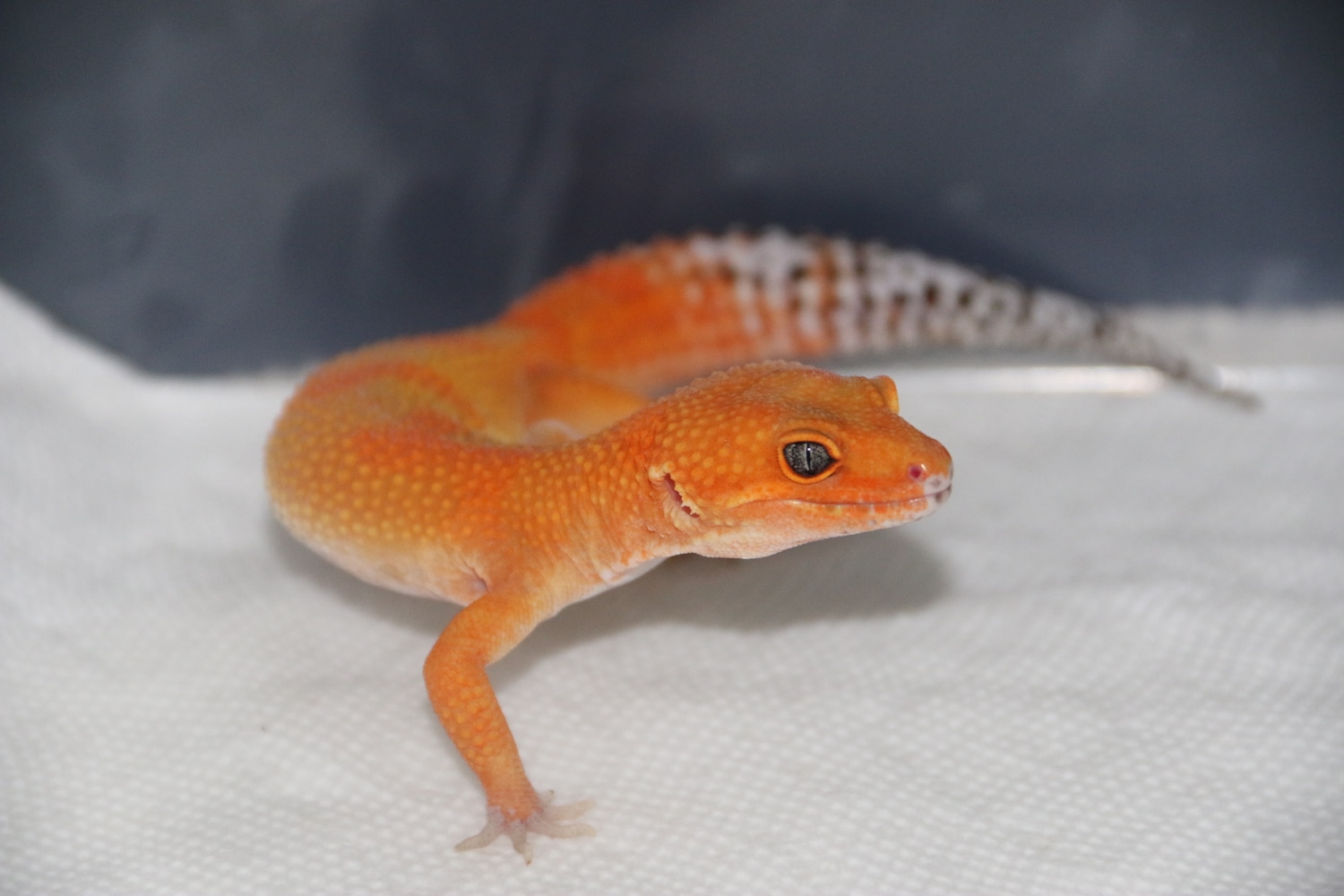 Mandarin Tangerine Rainwater Het Eclipse X Tango Mandarin Leopard Gecko