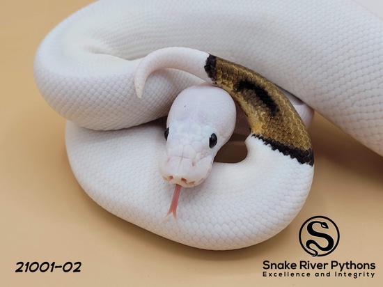 Russo Pied (Possible Mahogany) Ball Python by Snake River Pythons