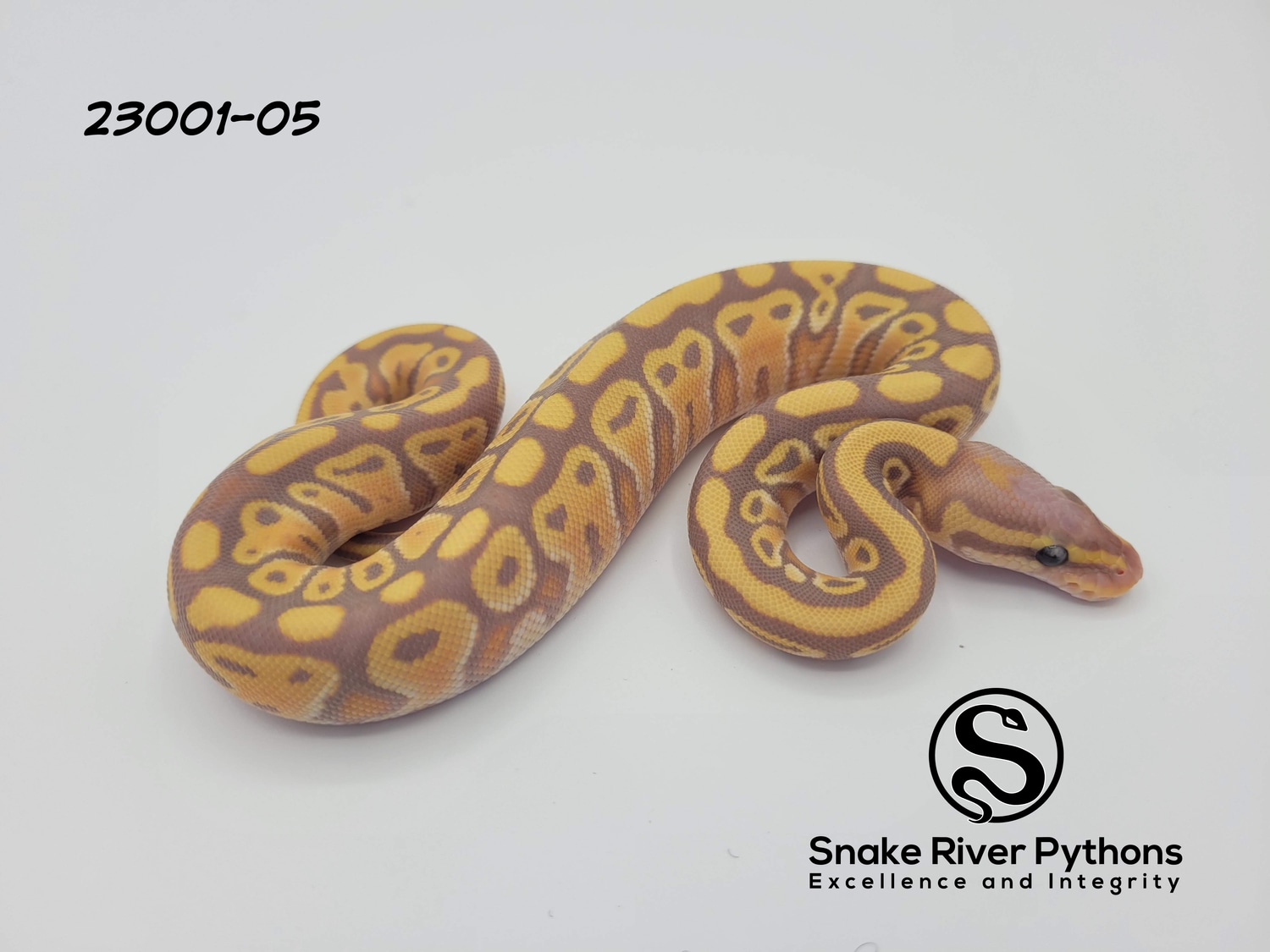 Female Fire Russo Banana Dbl. Het. Clown/Pied Ball Python by Snake River Pythons MorphMarket