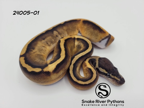 Super GHI Pied Ball Python by Snake River Pythons