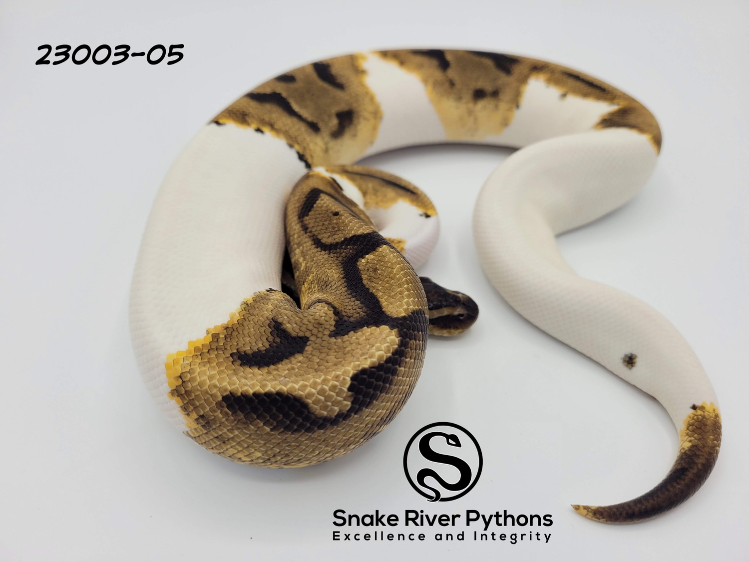 Python Snake River Snake River Pythons