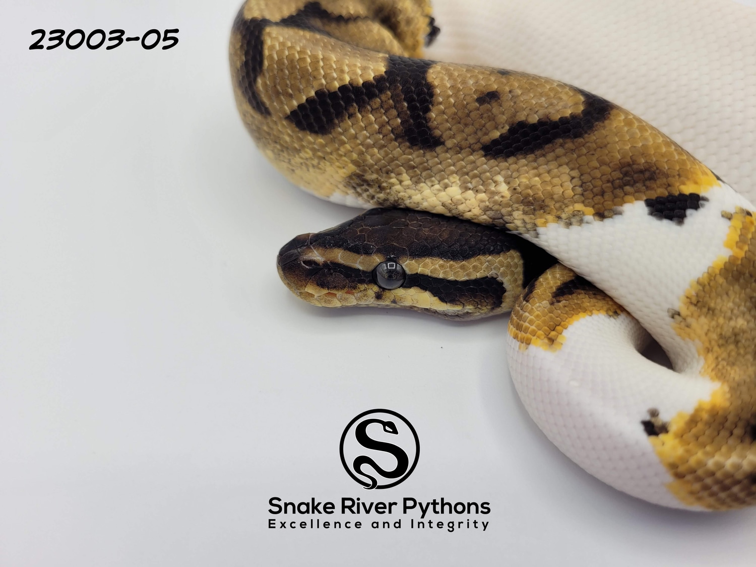 Snake River Pythons