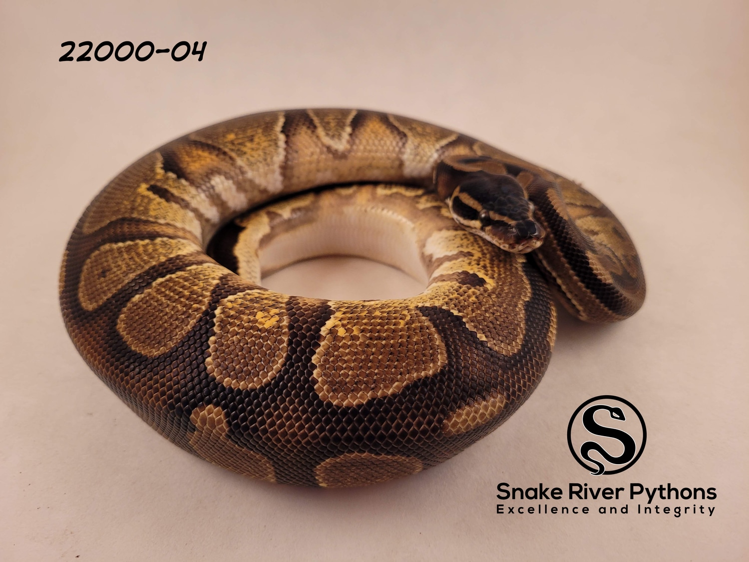 Snake River Pythons