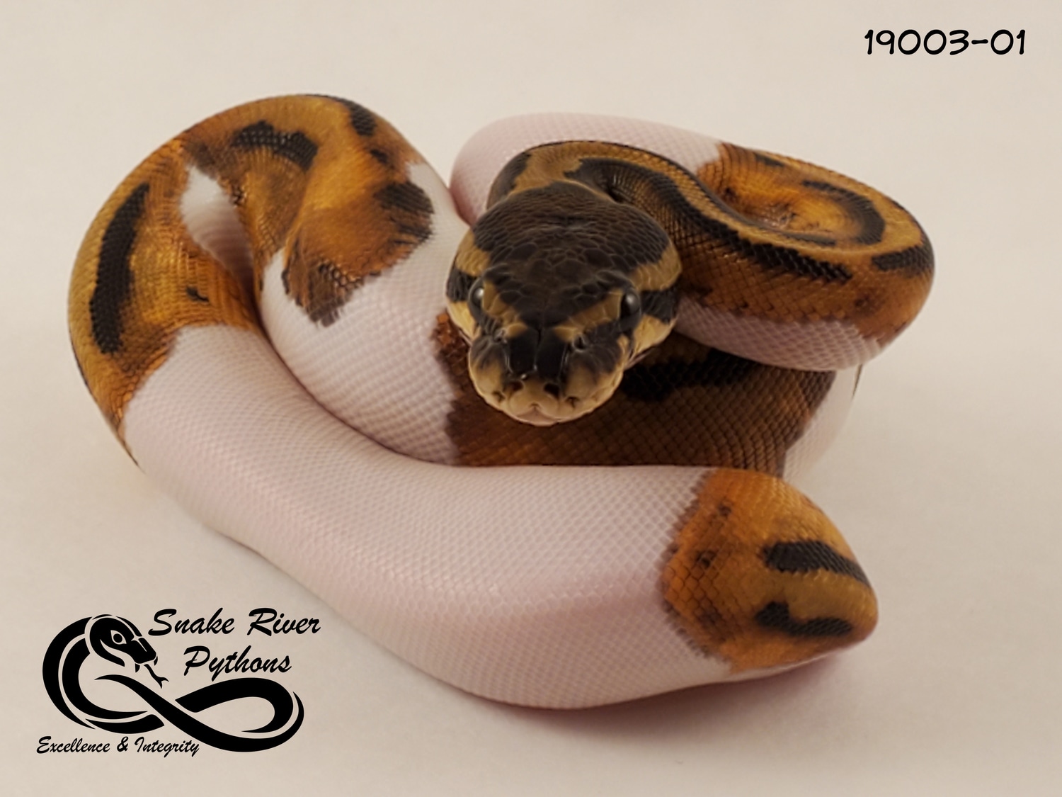 Python Snake River Snake River Pythons