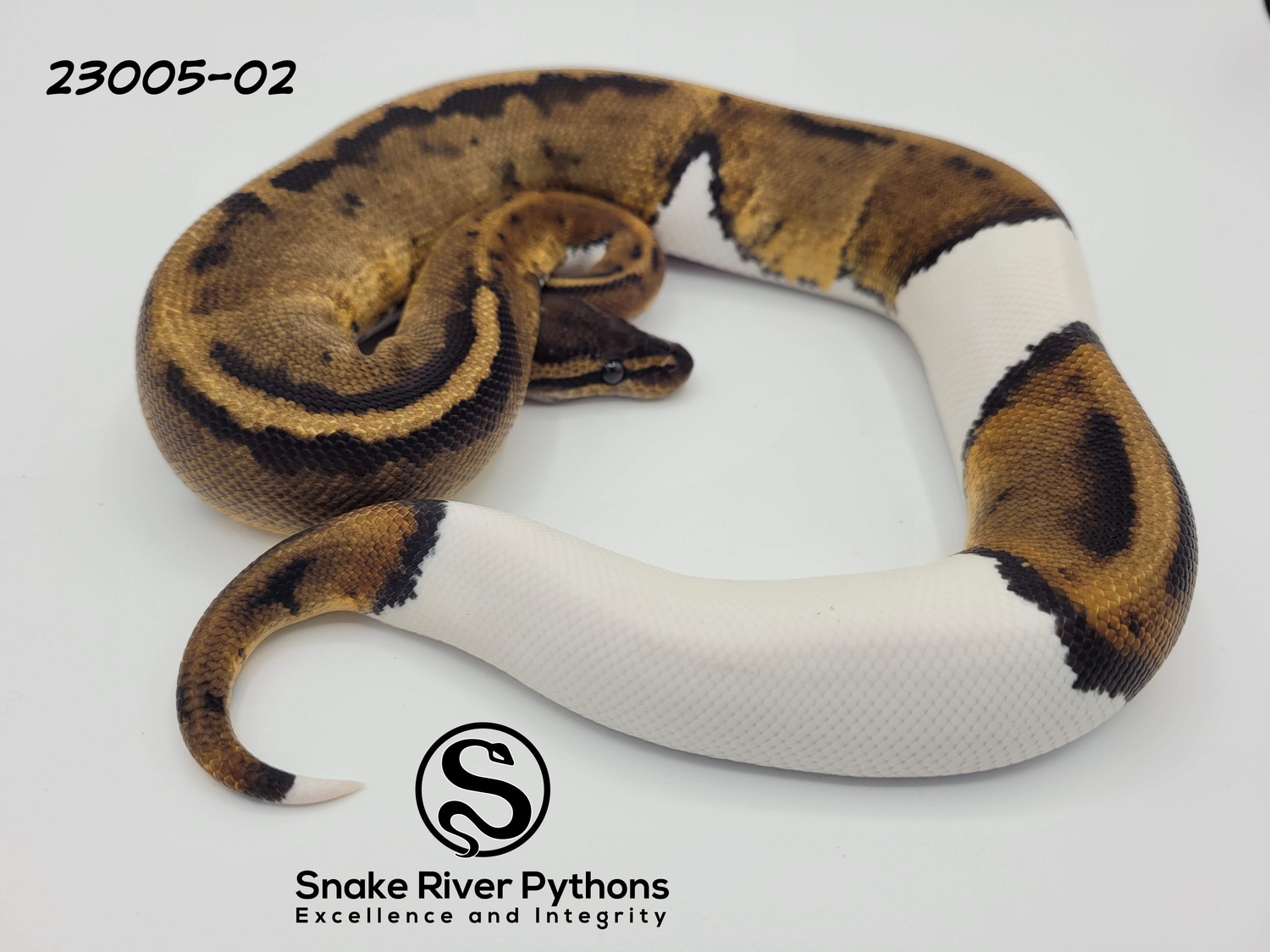 Snake River Pythons