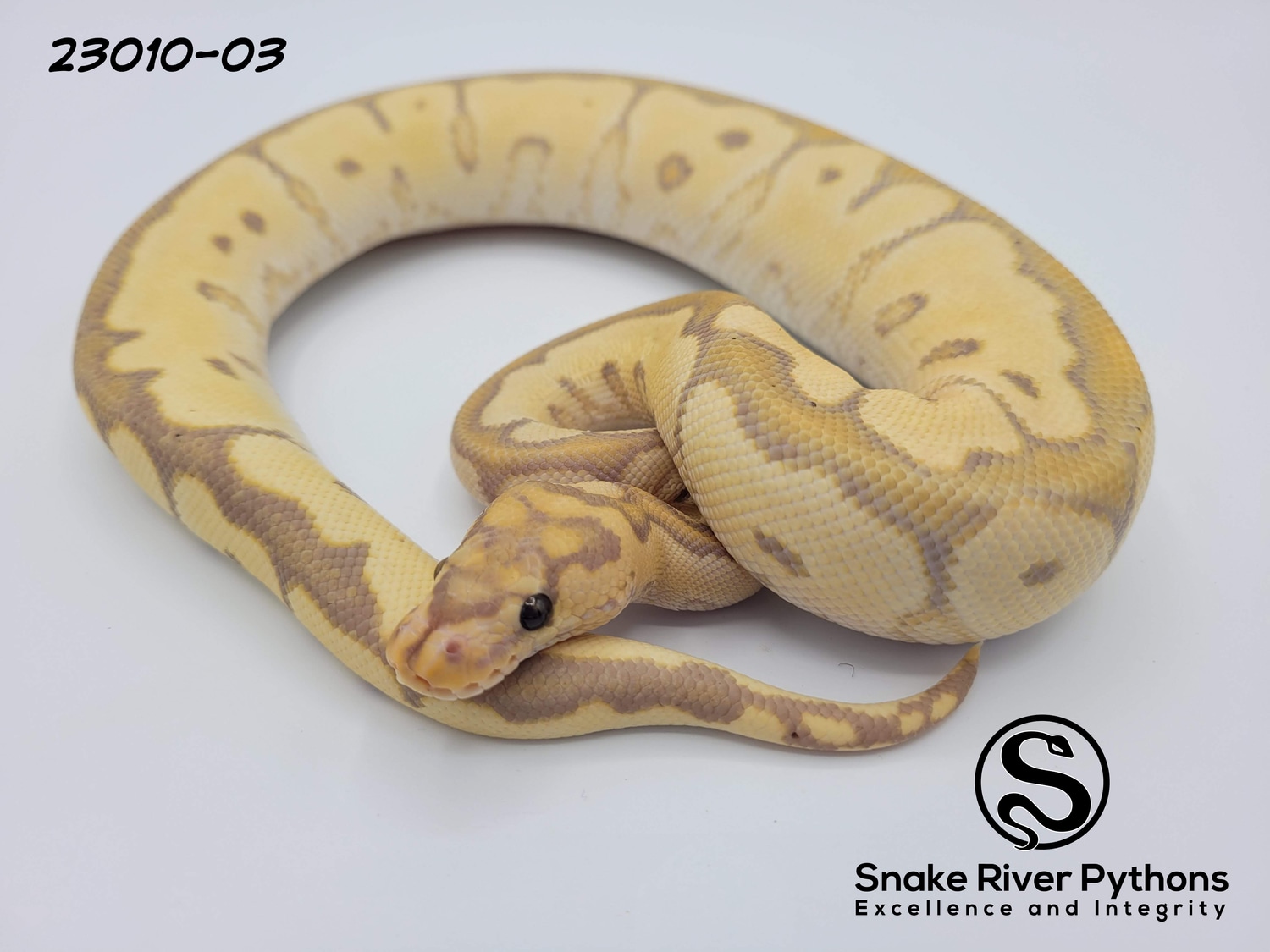 Snake River Pythons
