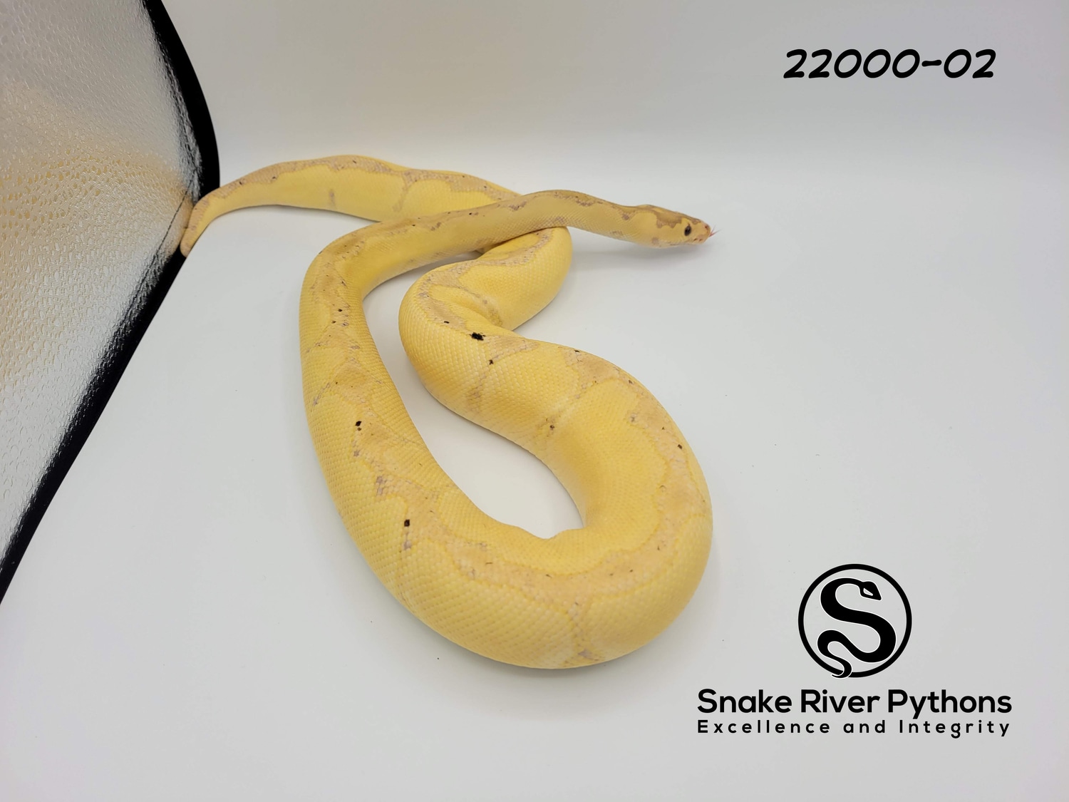Snake River Pythons