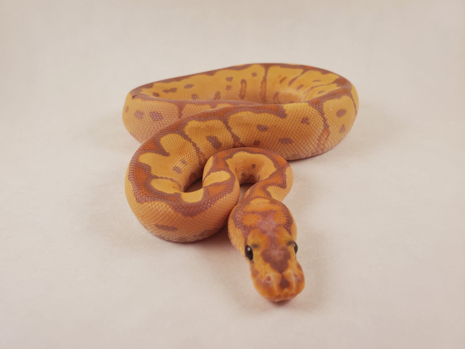 Python Snake River Snake River Pythons