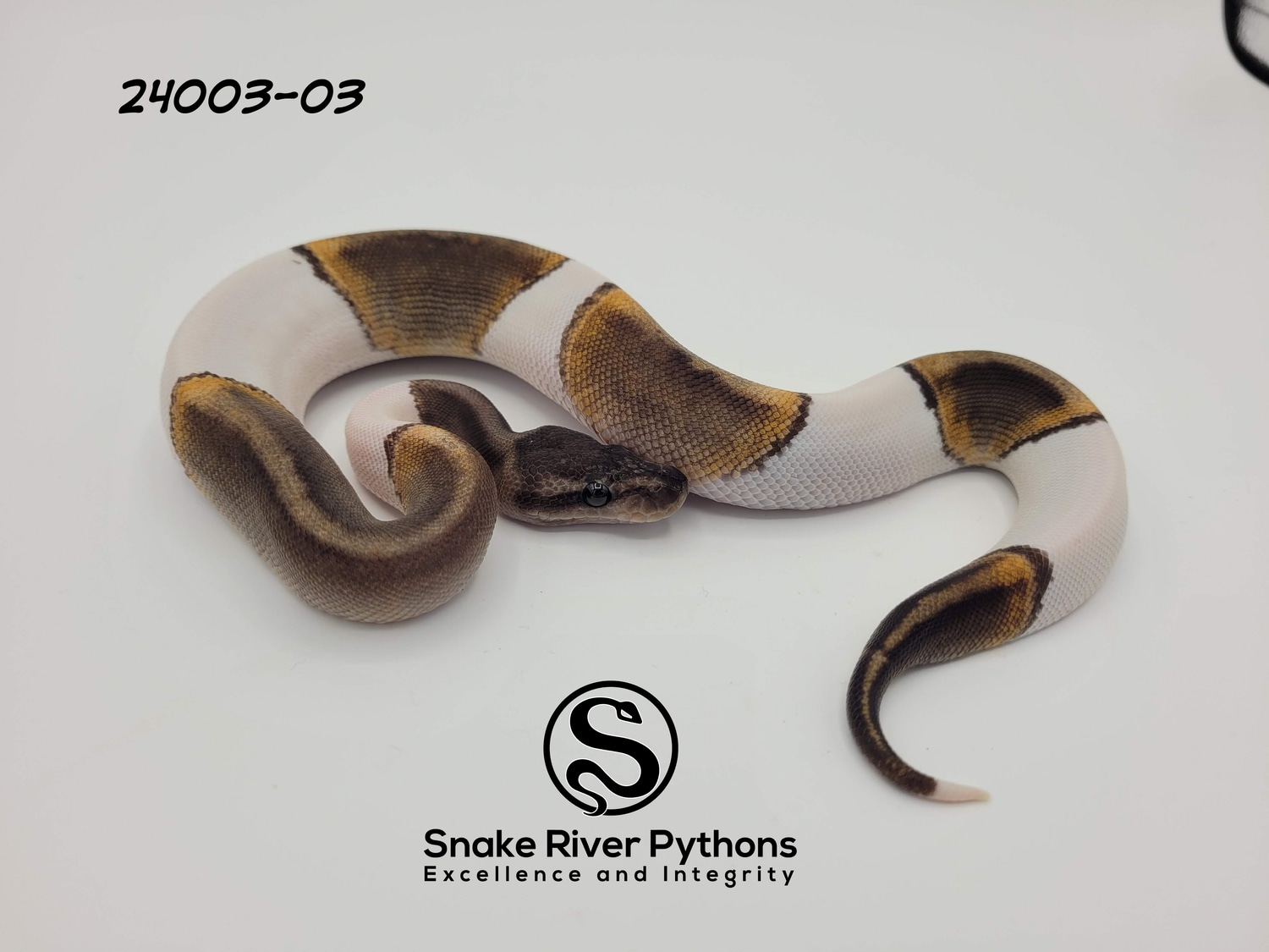 Breadleath Python Snake River Pythons
