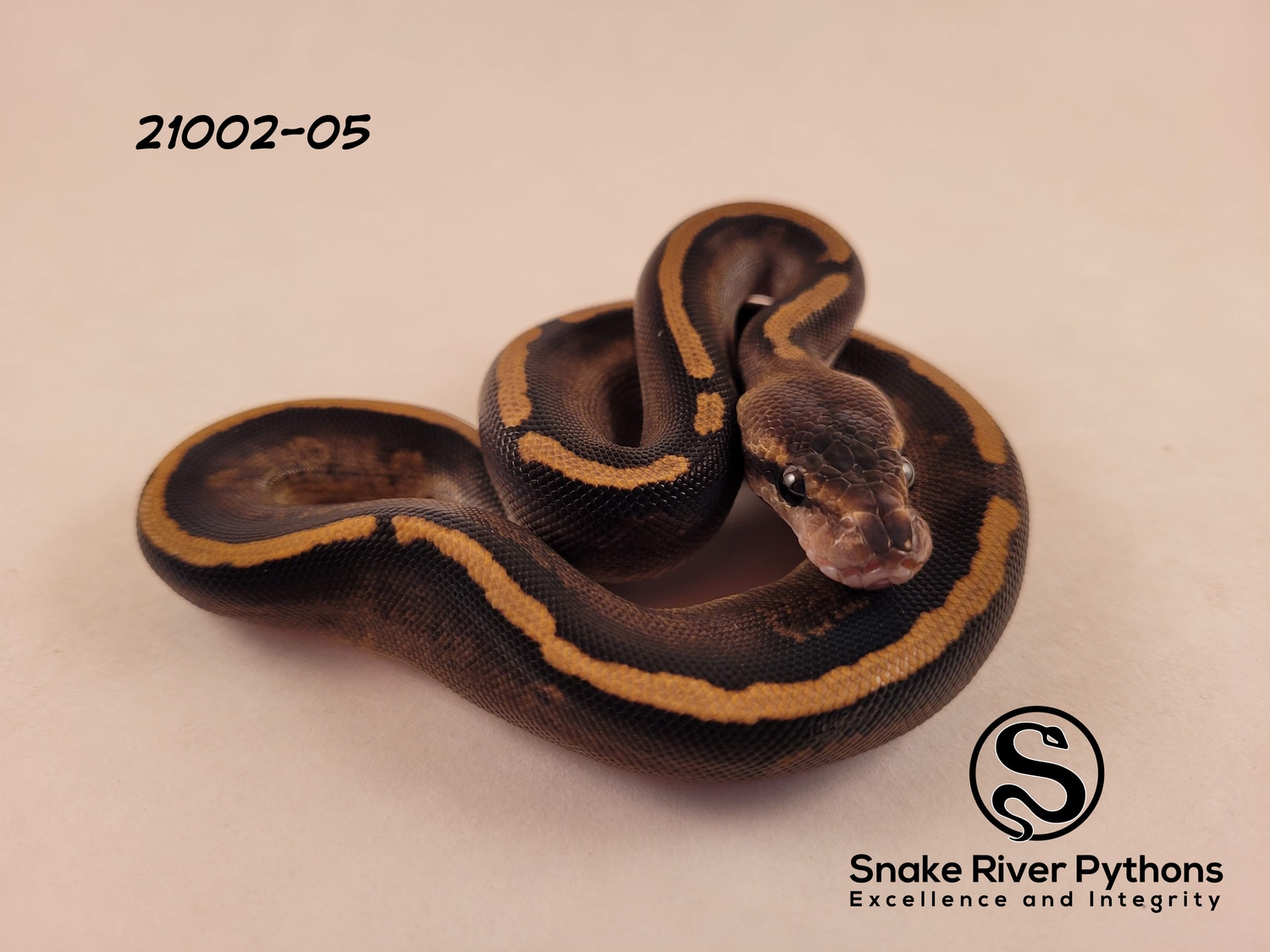 Python Snake River Snake River Pythons