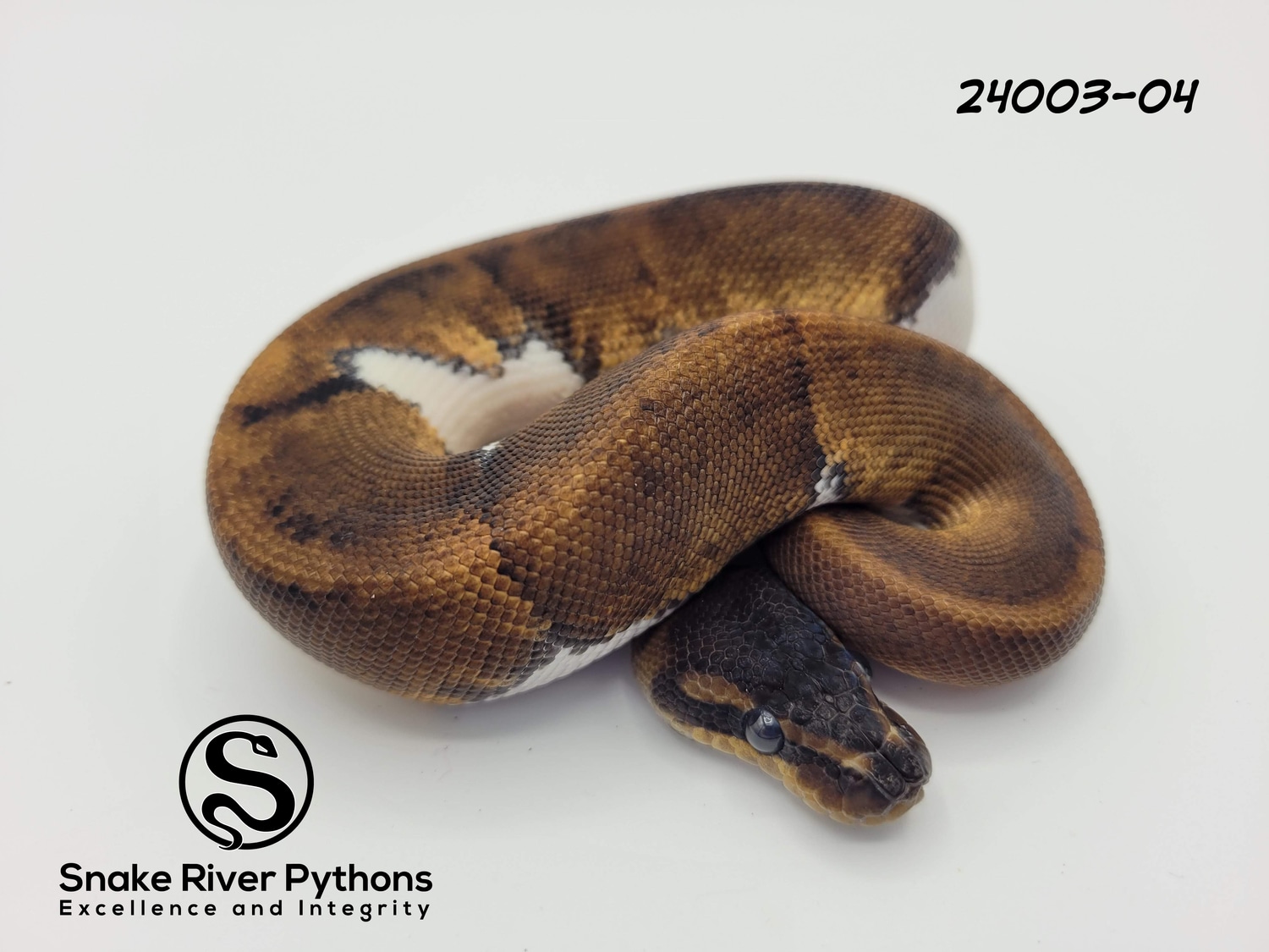 Python Snake River Snake River Pythons