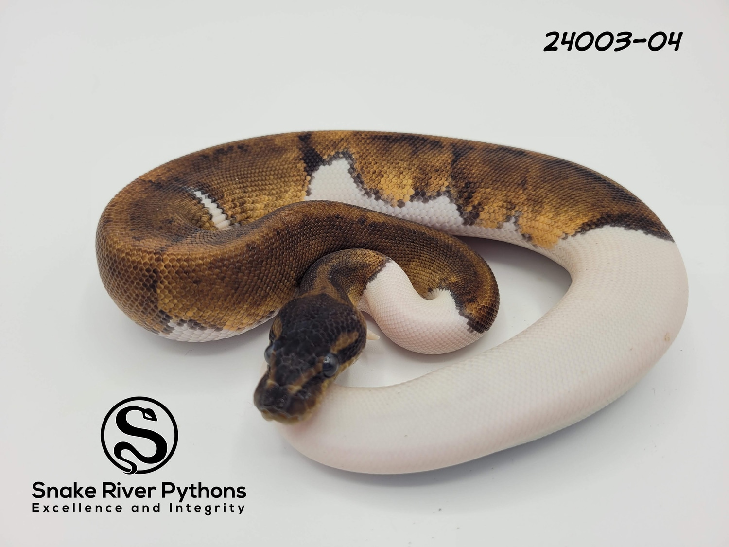 Python Snake River Snake River Pythons