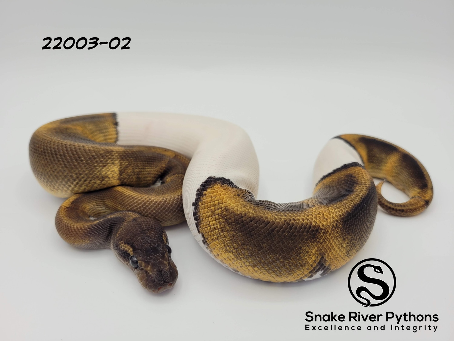 Snake River Pythons