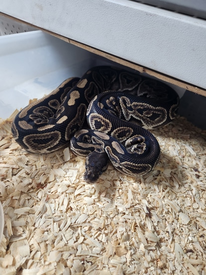 Black Pastel Het Orange Ghost Ball Python by MCJ.Reptiles