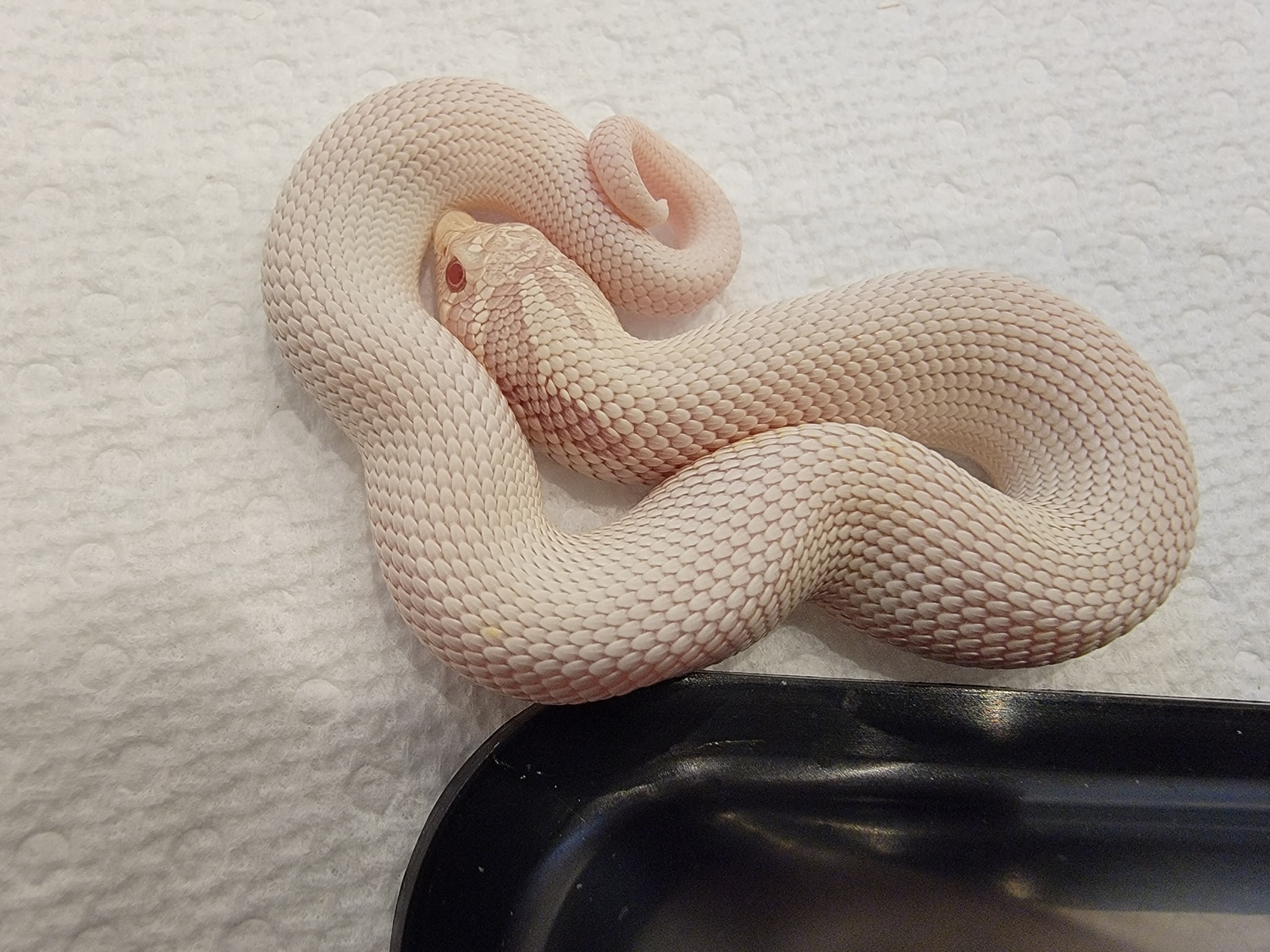 Super Yeti Western Hognose by Dragon Herpetology MorphMarket