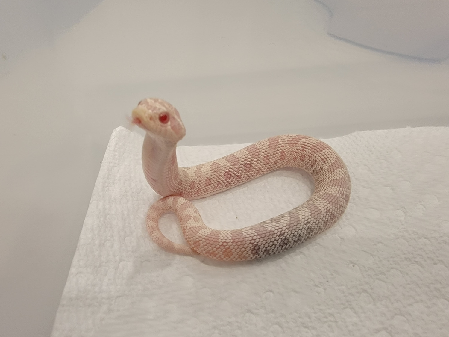 Yeti Western Hognose by Dragon Herpetology MorphMarket