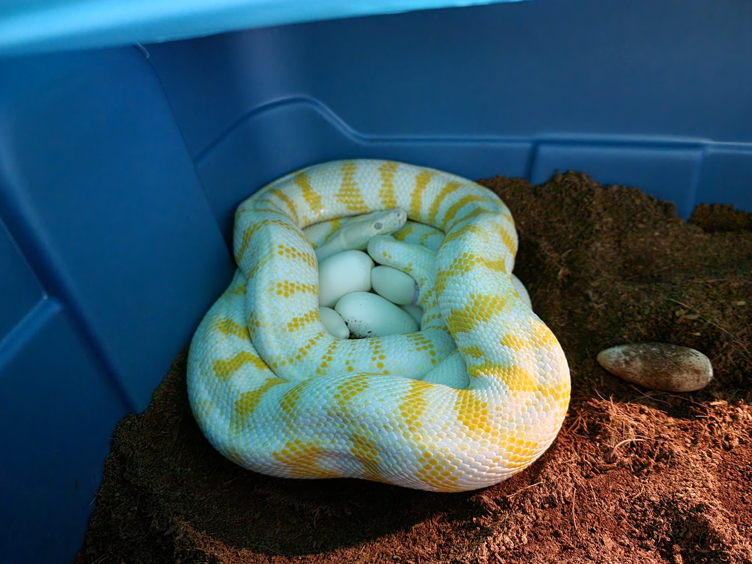 **Pair** Albino Pure "Bindi" Darwin Carpet Python by Dragon Herpetology
