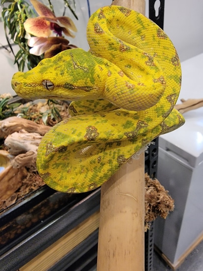 Biak GTP Green Tree Python by Dragon Herpetology