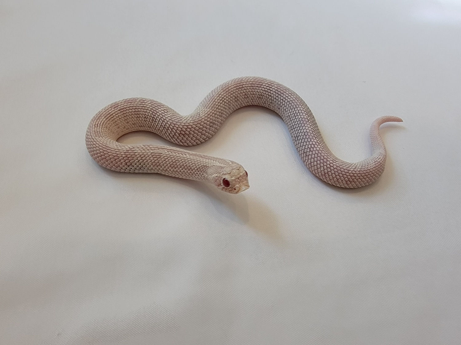 Yeti Western Hognose by Dragon Herpetology MorphMarket