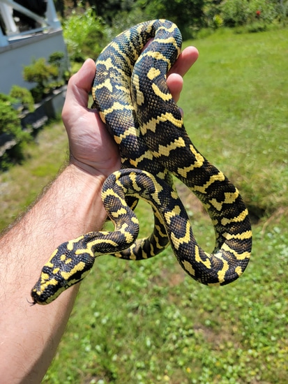 2020 High Yellow Jungle Jungle Carpet Python by Dragon Herpetology