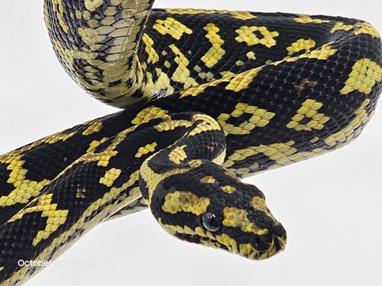 German Jungle Jungle Carpet Python by Dragon Herpetology