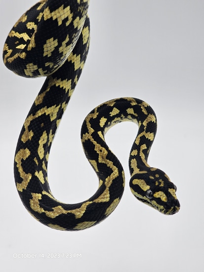 German Jungle Jungle Carpet Python by Dragon Herpetology