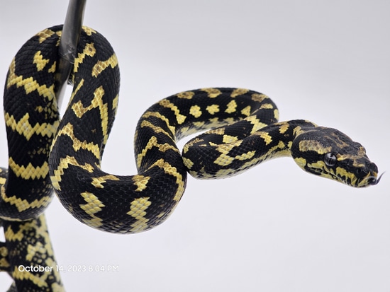 German Jungle Jungle Carpet Python by Dragon Herpetology