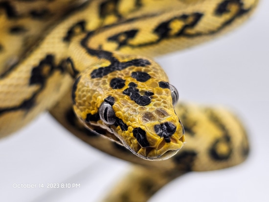 German Jungle Jag Jungle Carpet Python by Dragon Herpetology