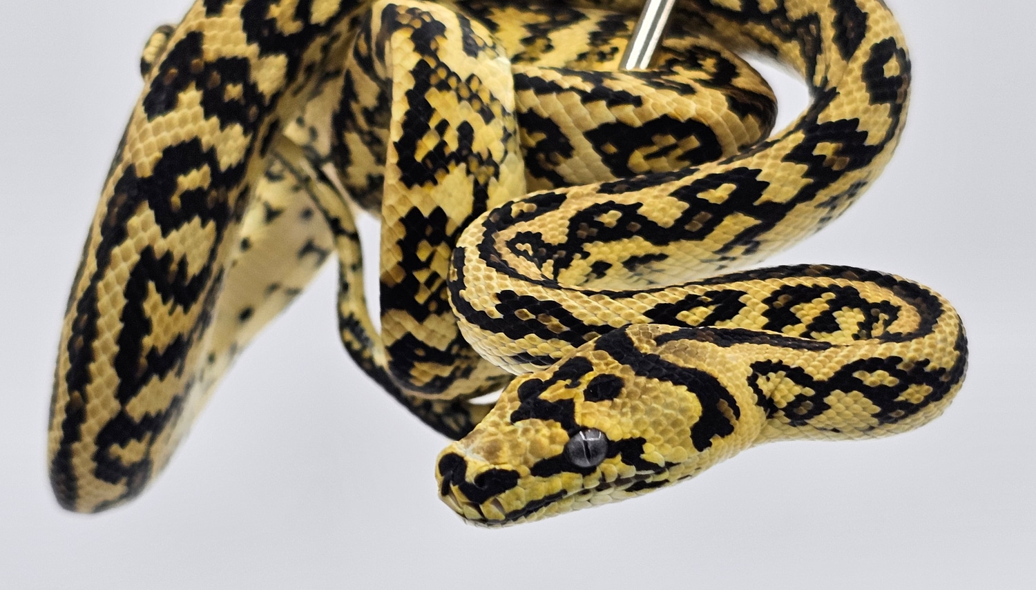 German Jungle Jag Jungle Carpet Python by Dragon Herpetology - MorphMarket