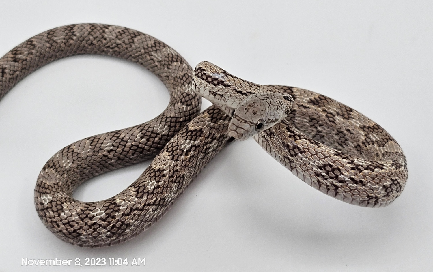 2022 Gray Rat Snake by Dragon Herpetology MorphMarket